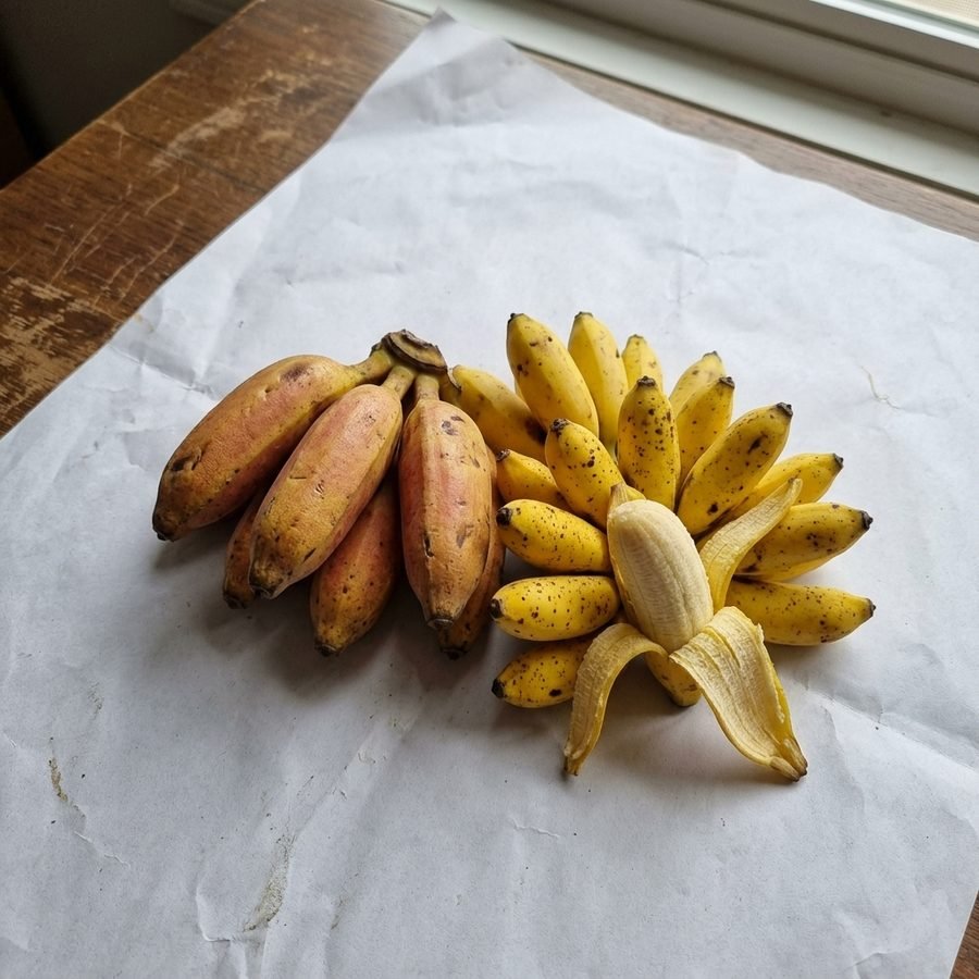 Isla and Manzanito bananas