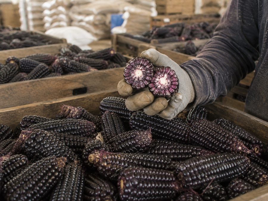 Cajas de mazorcas de maíz morado en acopio, con una mazorca partida en la mano